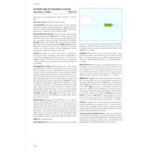 HELM IDENTIFICATION GUIDE. CUCKOOS OF THE WORLD 6