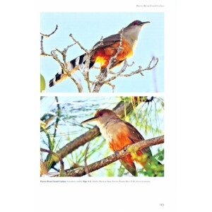 HELM IDENTIFICATION GUIDE. CUCKOOS OF THE WORLD 7