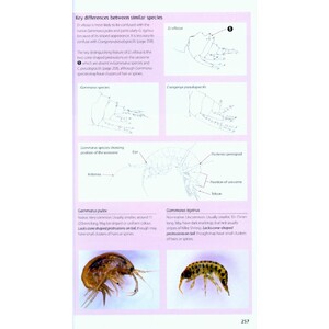 FIELD GUIDE TO THE INVASIVE PLANTS AND ANIMALS IN BRITAIN 7