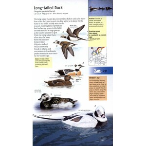 BIRDS OF BRITAIN AND EUROPE 4