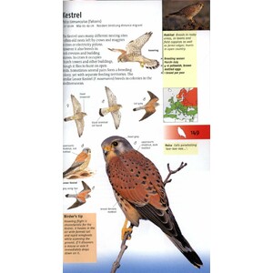 BIRDS OF BRITAIN AND EUROPE 5