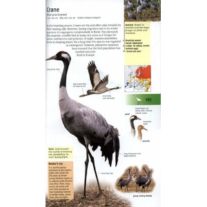 BIRDS OF BRITAIN AND EUROPE 6