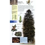 TREES OF BRITAIN AND EUROPE 4