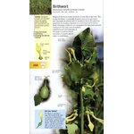WILD FLOWERS OF BRITAIN AND EUROPE 4