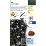 WILD FLOWERS OF BRITAIN AND EUROPE 5