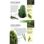 MEDICINAL PLANTS OF BRITAIN AND EUROPE 2