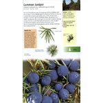 MEDICINAL PLANTS OF BRITAIN AND EUROPE 3
