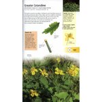 MEDICINAL PLANTS OF BRITAIN AND EUROPE 4