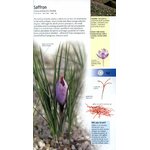 MEDICINAL PLANTS OF BRITAIN AND EUROPE 5