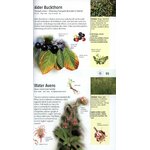 MEDICINAL PLANTS OF BRITAIN AND EUROPE 7