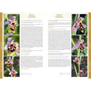ORCHIDS OF EUROPE, NORTH AFRICA AND THE MIDDLE EAST 3