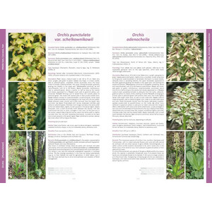 ORCHIDS OF EUROPE, NORTH AFRICA AND THE MIDDLE EAST 4