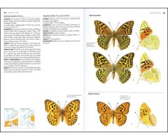 MARIPOSAS DE ESPAÑA Y EUROPA 2