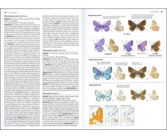 MARIPOSAS DE ESPAÑA Y EUROPA 4