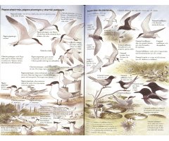 GUÍA PARA IDENTIFICAR AVES POR SU COMPORTAMIENTO 2