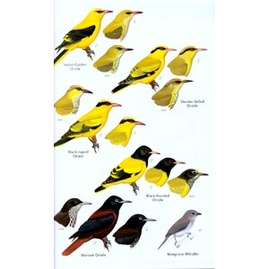 HELM FIELD GUIDES. BIRDS OF THE INDIAN SUBCONTINENT 3
