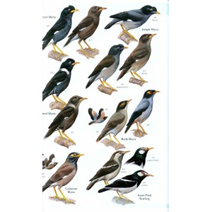 HELM FIELD GUIDES. BIRDS OF THE INDIAN SUBCONTINENT 5
