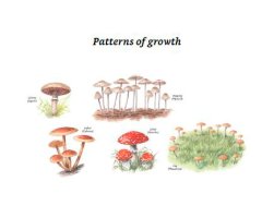 COLLINS FUNGI GUIDE. THE MOST COMPLETE FIELD GUIDE TO THE MUSHROOMS AND TOADSTOOLS OF BRITAIN AND EUROPE 3