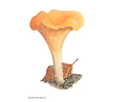 COLLINS FUNGI GUIDE. THE MOST COMPLETE FIELD GUIDE TO THE MUSHROOMS AND TOADSTOOLS OF BRITAIN AND EUROPE 4