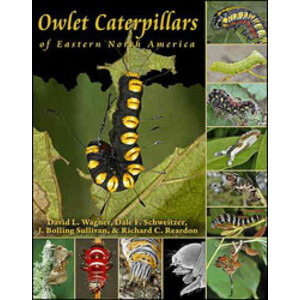 OWLET CATERPILLARS OF EASTERN NORTH AMERICA