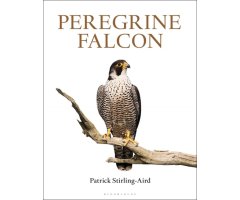 PEREGRINE FALCON