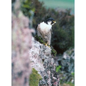 PEREGRINE FALCON_1