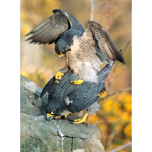 PEREGRINE FALCON 4