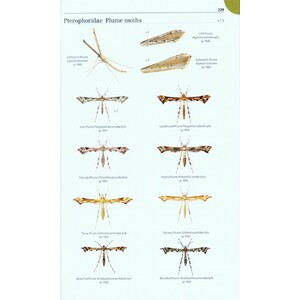 FIELD GUIDE TO THE MICRO-MOTHS OF GREAT BRITAIN AND IRELAND 4