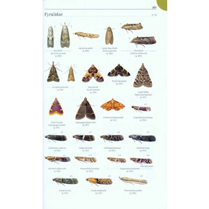 FIELD GUIDE TO THE MICRO-MOTHS OF GREAT BRITAIN AND IRELAND 5
