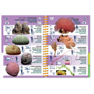 MARINE PICTOLIFE. INDIAN OCEAN AND RED SEA 7