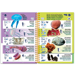 MARINE PICTOLIFE. INDIAN OCEAN AND RED SEA 8