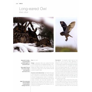 OWLS 3
