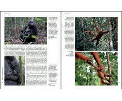 HANDBOOK OF THE MAMMALS OF THE WORLD. VOL. 3 PRIMATES_1