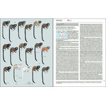 HANDBOOK OF THE MAMMALS OF THE WORLD. VOL. 3 PRIMATES 4
