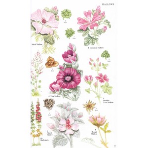 WILD FLOWERS OF BRITAIN AND IRELAND_1