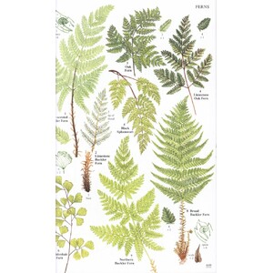 WILD FLOWERS OF BRITAIN AND IRELAND 6