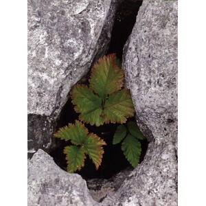 DIGITAL PLANT PHOTOGRAPHY 3