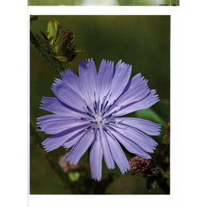 DIGITAL PLANT PHOTOGRAPHY 5