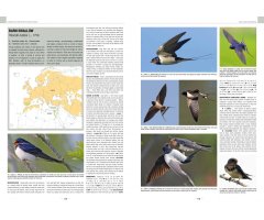 HANDBOOK OF WESTERN PALEARCTIC BIRDS. PASSERINES 4