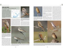 HANDBOOK OF WESTERN PALEARCTIC BIRDS. PASSERINES 5