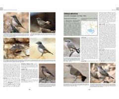 HANDBOOK OF WESTERN PALEARCTIC BIRDS. PASSERINES 7