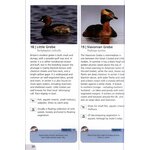 WETLAND BIRDS SONGS & CALLS 2