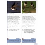 WETLAND BIRDS SONGS & CALLS 3
