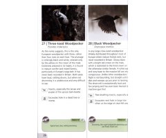 WOODLAND BIRD SONGS & CALLS 2