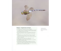DRAGONFLY 3