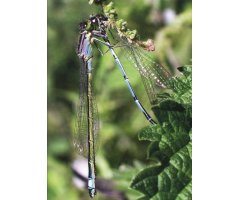 DRAGONFLY 4
