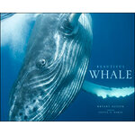 BEAUTIFUL WHALE