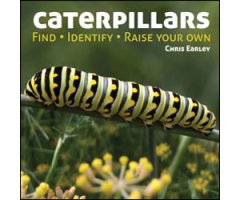 CATERPILLARS. FIND. IDENTIFY. RAISE YOUR OWN