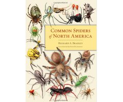 COMMON SPIDERS OF NORTH AMERICA