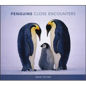 PENGUINS CLOSE ENCOUNTERS